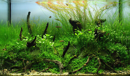 acuario 043klein.jpg