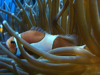 Amphiprion ocellaris - Falscher Clown - Anemonenfisch.JPG