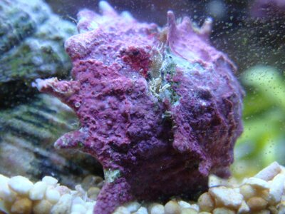 Astralium phoebium - Schnecke.JPG