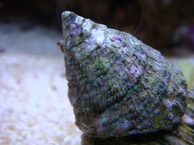 Tectus fenestratus - Turboschnecke.JPG
