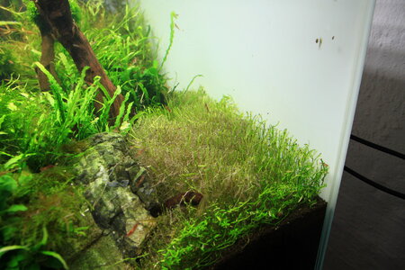 rotala_sp_green_schnitt.jpg