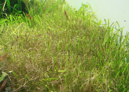 rotala_sp_green_schnitt2.jpg