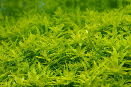 rotala_sp_green_resize.jpg