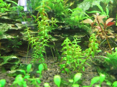 Rotala spec.mini Type 2.jpg