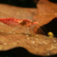 Hirudinea