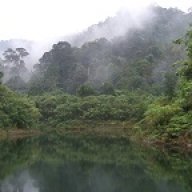 Borneoboris