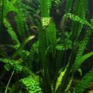 Cryptocoryne