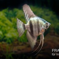 Sternzeichen Fisch