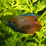 AquaWastl