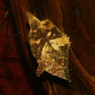 Herbisius