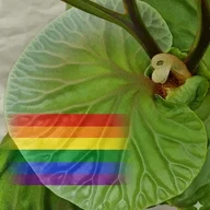 PlatyPlanter