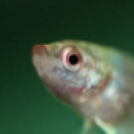 Betta Splendens