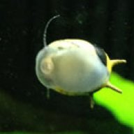 tpec