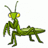 Mantis