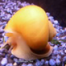 Apfelschnecke_Gold