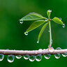 raindrop