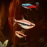 Cyprichromis