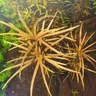 tenellus