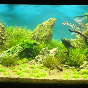 Sunny Clearance