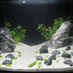 Erster Aquascape Versuch