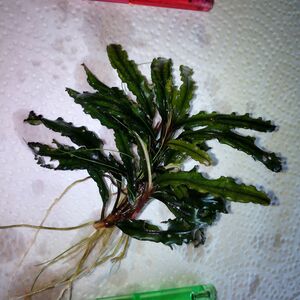 voschul