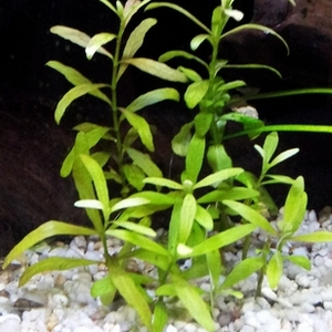 Planta Amicus