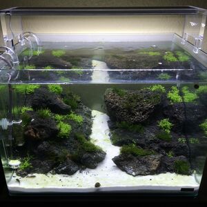 50l Scapers Tank