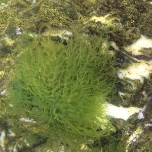 algen