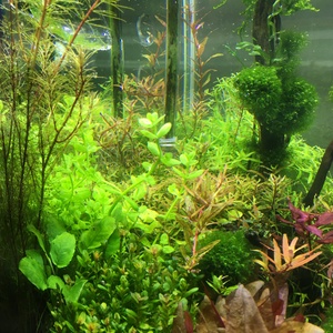 Rotala