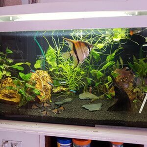 Problem-Übergangsbecken 56L