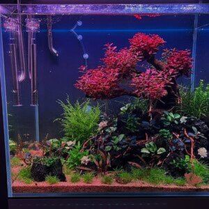 Red Tree Aquarium