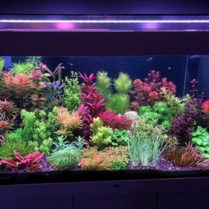 Holland Garden Style Aquarium