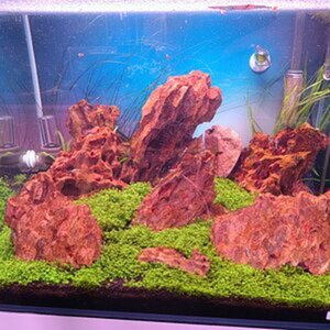 Iwagumi Style Aquarium