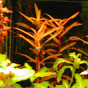 Aquarium 018