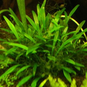 Cryprocoryne Pava 1