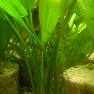 Echinodorus Foxtail