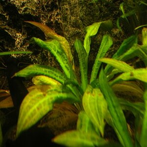 Echinodorus Parviflorus Tropica 2