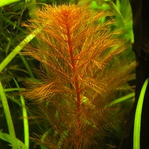 Myriophyllum Matogrossense 2