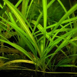 Echinodorus Grisebachii