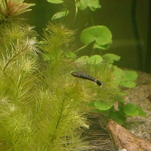 Otocinclus + Mayaca