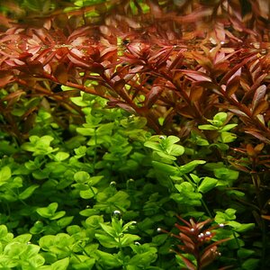 Rotala Rotundifolia