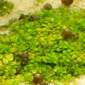 Hemianthis Callitrichoides-nitratmangel