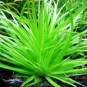 Eriocaulon Brazil