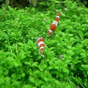 Caridina Sp. "red/ White"