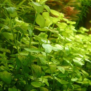 Bacopa Australis - 001