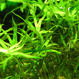 Heteranthera Zosterifolia Algen