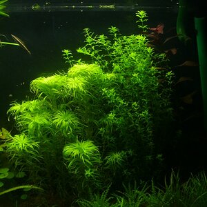 T.belem-h.micranthemoides
