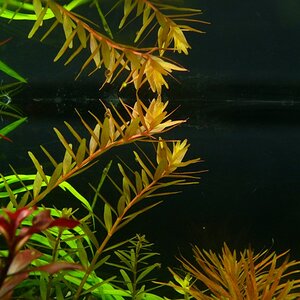 Rotala