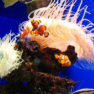 Clownfische Mit Anemone