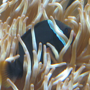 Anemonenfisch